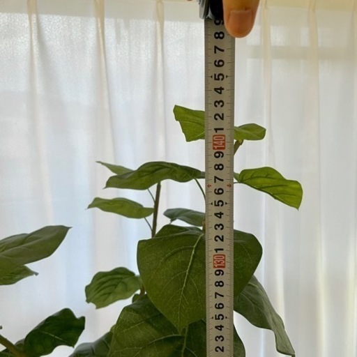 観葉植物 フェイク ウンベラータ 150cm 光触媒 造花ドットコム ホリ 今宿の家具の中古あげます 譲ります ジモティーで不用品の処分 観葉植物 フェイク ウンベラータ 150cm 光触媒 造花ドットコム ホリ 今宿の家具の中古あげます 譲ります ジモティーで不用品の処分