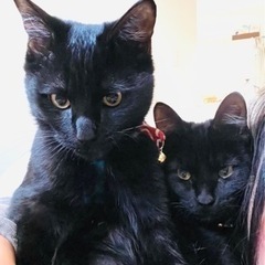 仲良し黒猫兄弟 - 猫