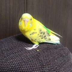 セキセイインコを飼われてる方いますか？