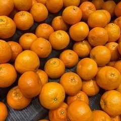 柑橘類の皮買い取ります