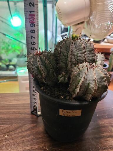 ユーホルビアホリダ群生　白肌