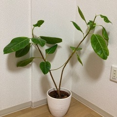 【引き渡し決定済】IKEA 観葉植物