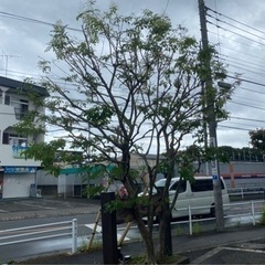 庭木の剪定、松の手入れ、刈り込み、伐採、草刈り、除草など − 香川県