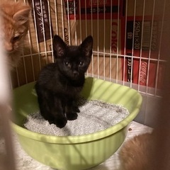２か月　黒猫　女の子 - 猫