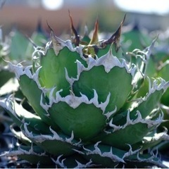 アガベ チタノタ シーザー 【台湾輸入】 