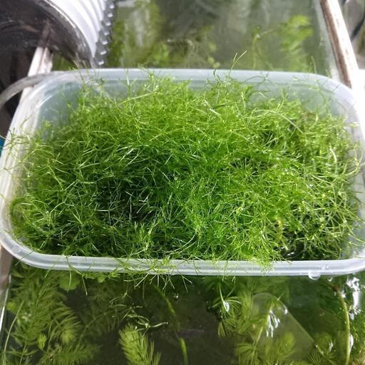超大量 水草 ポケカとメダカお譲り 豊中のその他の中古あげます 譲ります ジモティーで不用品の処分