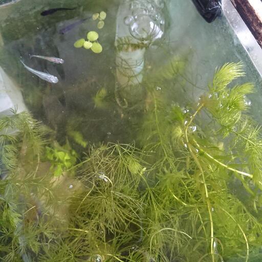 超大量 水草 ポケカとメダカお譲り 豊中のその他の中古あげます 譲ります ジモティーで不用品の処分