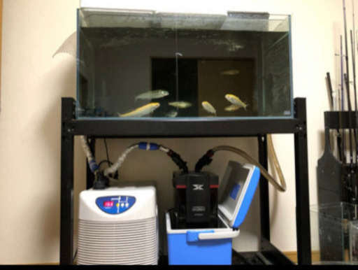 ニッソー　水槽用クーラー40-II ニッソー アクアクーラー 40-Ⅱ 水槽用 クーラー 楽天市場