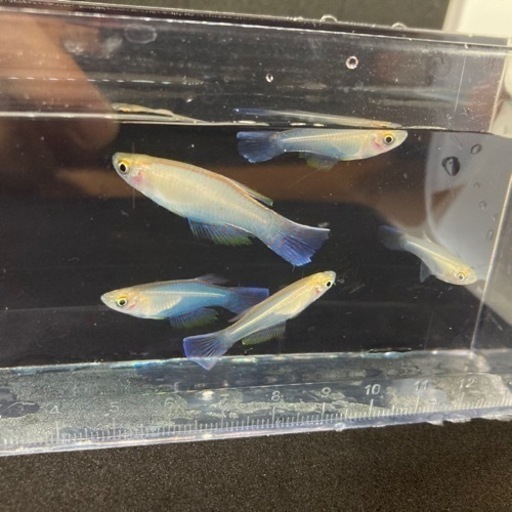 熱帯魚大量入荷