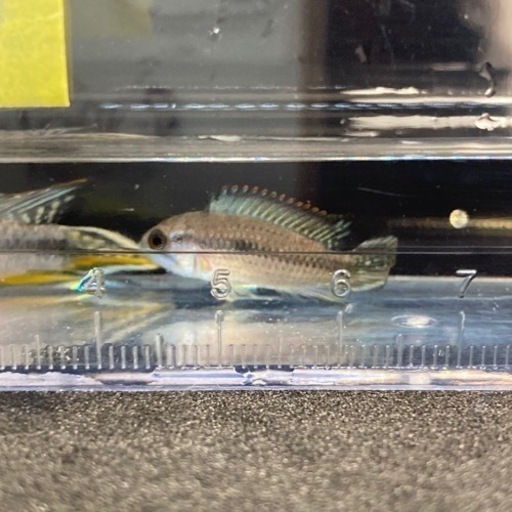 熱帯魚大量入荷