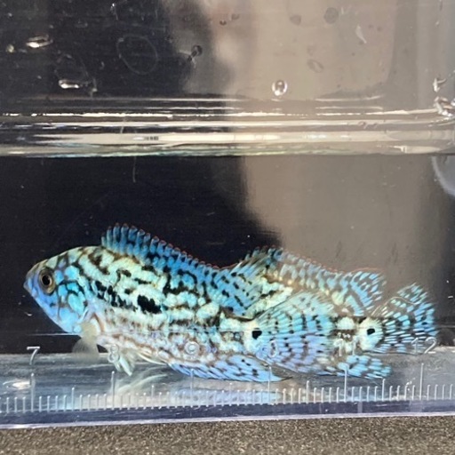 熱帯魚大量入荷