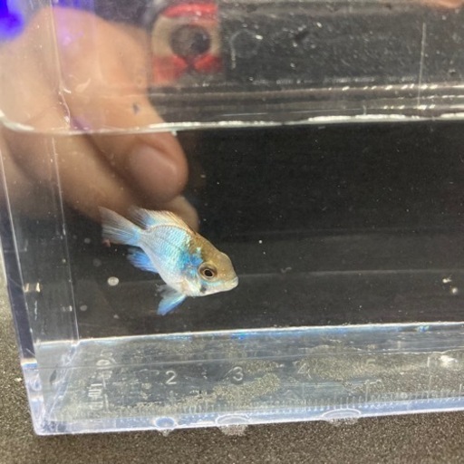 熱帯魚大量入荷