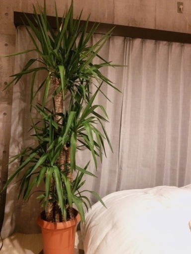 【観葉植物】ユッカ 約190cm  ◎6月現在取引可能です◎