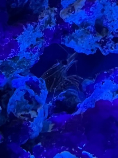 海水魚引き取りして頂ける方 あいり 上桂の家具の中古あげます 譲ります ジモティーで不用品の処分