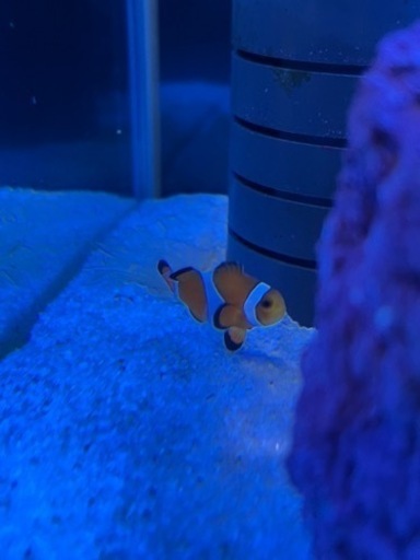 海水魚引き取りして頂ける方 あいり 上桂の家具の中古あげます 譲ります ジモティーで不用品の処分
