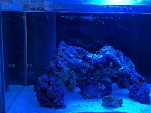 海水魚引き取りして頂ける方 あいり 上桂の家具の中古あげます 譲ります ジモティーで不用品の処分