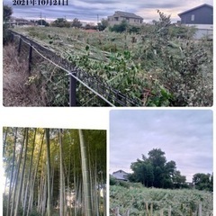 林伐採抜根　竹林伐採　高木伐採致します。所沢市入間市さいたま市足立区〜 − 埼玉県