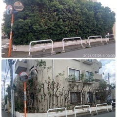 林伐採抜根　竹林伐採　高木伐採致します。所沢市入間市さいたま市足立区〜 - 剪定/造園