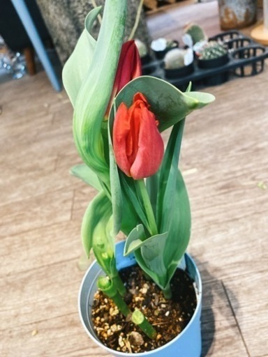 チューリップ球根10個残り3袋 Misato 近鉄四日市のその他の中古あげます 譲ります ジモティーで不用品の処分 チューリップ球根10個残り3袋 Misato 近鉄四日市のその他の中古あげます 譲ります ジモティーで不用品の処分