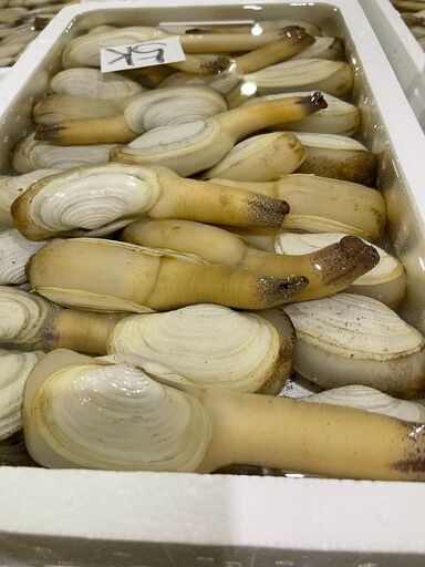 活き白ミル貝 さかなのさくらだ 床波のその他の無料広告 無料掲載の掲示板 ジモティー