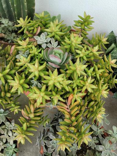 多肉植物 植物 朧月 サボテン 初恋 お得
