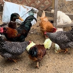 平飼い飼育の新鮮卵　