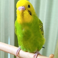 セキセイインコ 推定1歳 性別不明