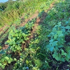 自然の畑です。無農薬、無肥料で野菜を作ってみませんか？