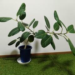 ゴムの木バンビーノ 観葉植物 育てやすい 初心者向け