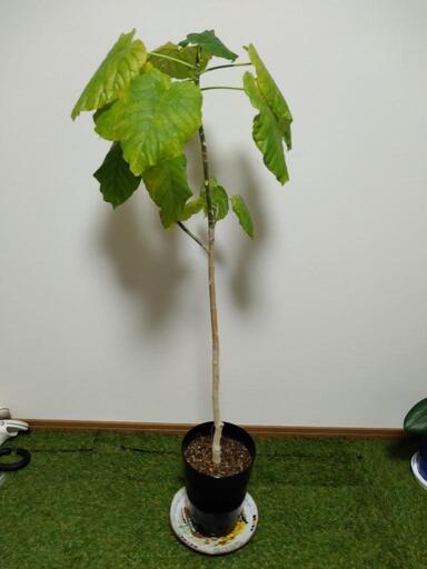 ウンベラータハートの葉っぱ幸せ観葉植物大きな葉 エッフェル 東金沢の家具の中古あげます 譲ります ジモティーで不用品の処分