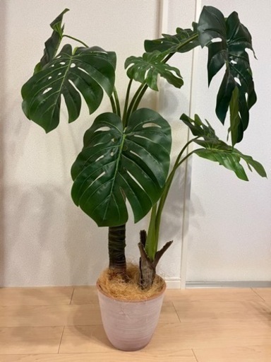 観葉植物 モンステラ (造花) 鉢セット