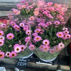 フラワーショップスタッフ Masaharuyu 志木の花屋の無料求人広告 アルバイト バイト募集情報 ジモティー