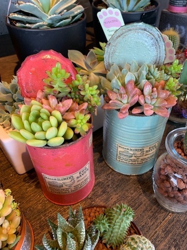 フラワーショップスタッフ Masaharuyu 志木の花屋の無料求人広告 アルバイト バイト募集情報 ジモティー