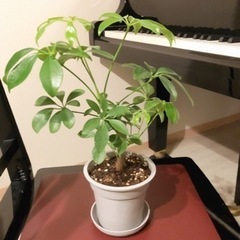 観葉植物　シェフレラ（カポック）④　34cm　グレーカラーの3....