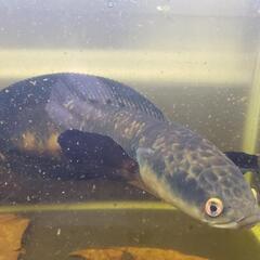 チャンナマルリオイデス　熱帯魚　水槽