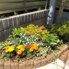 ガーデンリフォーム シンボルツリー 花壇などの植替え 暮らしとみどり研究所 暮らしとみどり研究所 相模大野の植木 庭木植え替え の無料広告 無料掲載の掲示板 ジモティー