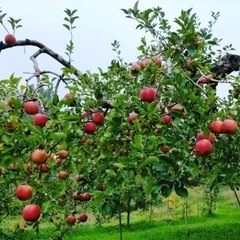 りんご・アスパラ栽培を志す方、新規就農の支援します！