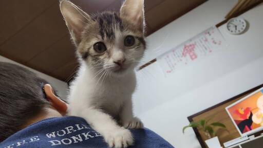 ママ猫と子猫可愛いです みっちゃん 会津若松の猫の里親募集 ジモティー