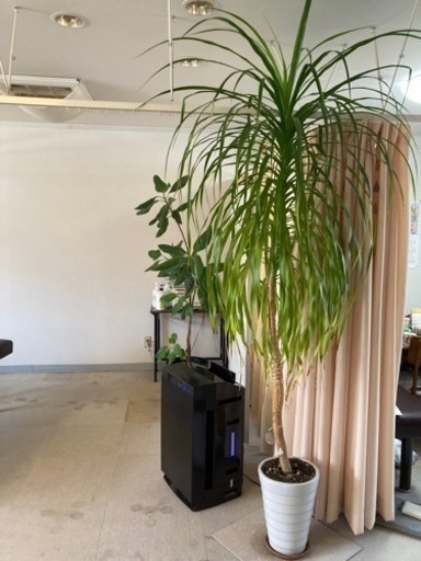 観葉植物大きめ ヒラヒラ 鹿児島の家具の中古あげます 譲ります ジモティーで不用品の処分
