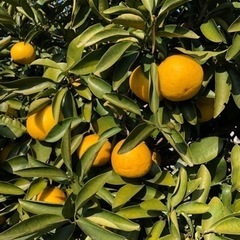 ニューサマーオレンジ(日向夏) 5個