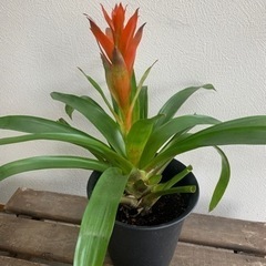 グズマニアの中古が安い 激安で譲ります 無料であげます ジモティー