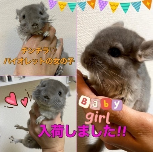 決まりました 11月末生まれ チンチラバイオレット 女の子 しっぽのきもち 福音寺のペットショップの無料広告 無料掲載の掲示板 ジモティー