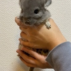 決まりました 11月末生まれ チンチラバイオレット 女の子 しっぽのきもち 福音寺のペットショップの無料広告 無料掲載の掲示板 ジモティー