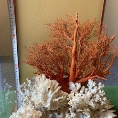 大赤珊瑚 桃珊瑚 天然珊瑚 原木 ガラスケース付き