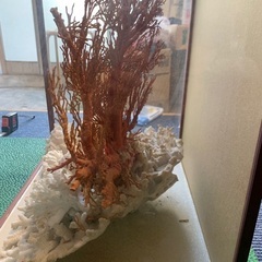 大赤珊瑚 桃珊瑚 天然珊瑚 原木 ガラスケース付き