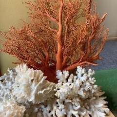 大赤珊瑚 桃珊瑚 天然珊瑚 原木 ガラスケース付き