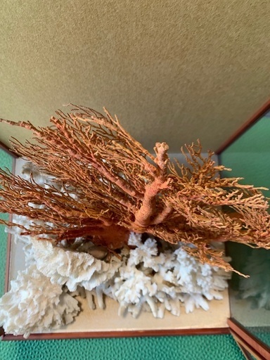 大赤珊瑚 桃珊瑚 天然珊瑚 原木 ガラスケース付き