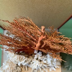 大赤珊瑚 桃珊瑚 天然珊瑚 原木 ガラスケース付き