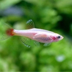 【ネット決済】ヒーターがなくても飼える熱帯魚　ゴールデンアカヒレ