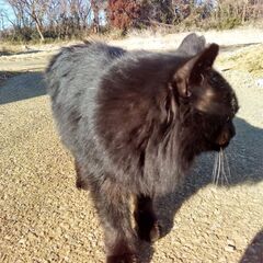 黒猫（毛長）の親子（メス二匹）